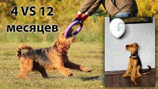 Игра с собакой. Взросление щенка с 4 месяцев до 2 лет.