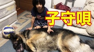 ねんねんコロリ♪シェパード犬マック君の午後の休日Dog playing with grandson