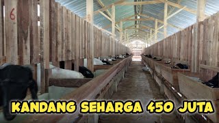 HABISKAN 450 JUTA DAN DI ISI 80 EKOR || KANDANG KAMBING SEHARGA INOVA REBORN #kambing #domba