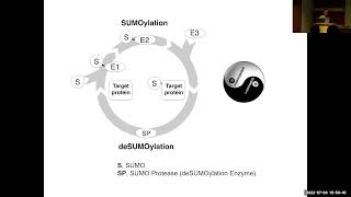 Investigating the Roles of protein SUMOylation and deSUMOylation in... | Official Trailer