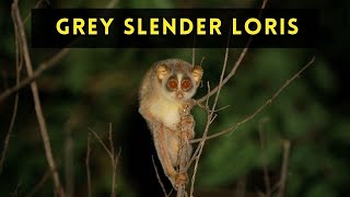 Grey Slender Loris | Sri Lanka #shorts