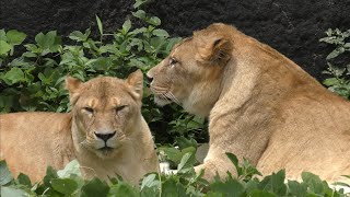 ライオン　トムくんとサナちゃん　草むらでのんびり　【浜松市動物園】Lion Tom-kun Sana-chan Hamamatsu Zoo