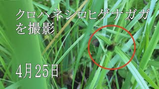 珍しい虫、クロハネシロヒゲナガガ, 24年4月25日撮影