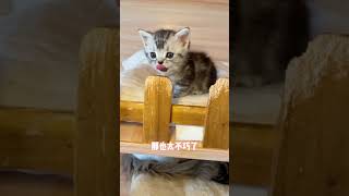 这样的#猫咪 也太#治愈 了 #治愈系#奶猫#大集合