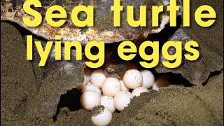 Sea turtle lying eggs കടലാമ മുട്ടയിടുന്ന അപൂർവ കാഴ്ച