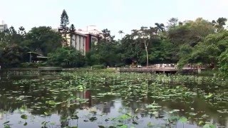 台北植物園 荷花池裡的荷葉越來越多了奈，真令人期待