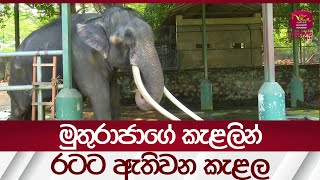 මුතුරාජාට ඇතිවූ කැළලින්  රටට ඇතිවන කැළල - Muthu Raja | Rupavahini News