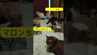 地域猫活動をしています😻一代限りの命を温かく見守っていただけますと幸いです🍀【犬猫殺処分率ワースト(2020年度)の長崎県で殺処分ゼロを目指すチャンネル】