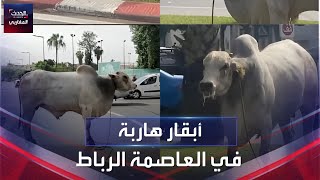 نشطاء السوشيال ميديا في المغرب، يتداولون صورا ومقاطع فيديو، تظهر أبقارا هاربة في العاصمة الرباط.