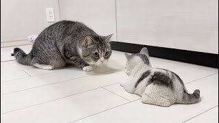 初めて子猫を見たときの猫の反応がこちらです…笑