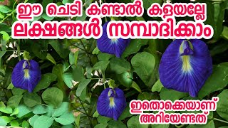 ഈ ചെടി കണ്ടാൽ കളയല്ലേ ലക്ഷങ്ങൾ ഉണ്ടാക്കാം|chedikal malayalam|fruit plants malayalam|pazhachedikal