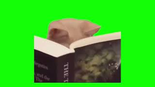 【猫ミーム素材】読書 朗読 学習 勤勉 本 猫 reading study book cat meme green screen【グリーンバックスクリーン】#猫ミーム #素材 #動画編集