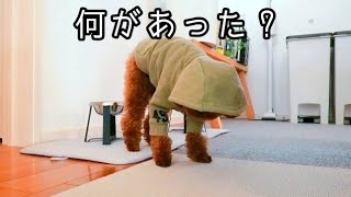 Rasuくんが怪しい犬になってしまいました。トイプードルのTaruto＆Rasuku