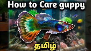 How to Care guppy fish | Tamil