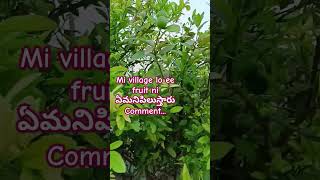 ఈ బత్తాయి పండ్లు చాలా Sweet గా ఉంటాయి.Please like and subscribe 🙏😋#viral #shorts #agriculture #fruit