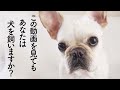 [Watch before you have a dog] Do you want to have a dog even if you watch this video?