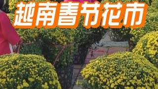 越南岘港迎春花市