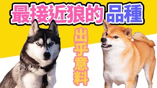 【柴犬抖宅大人】最接近狼的狗狗品種是柴犬？