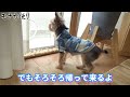 【ヨークシャテリア】健気に娘を待つヨークシャテリア【yorkshire terrier】