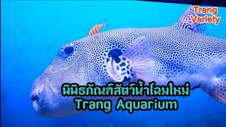 เปิดพิพิธภัณฑ์สัตว์น้ำราชมงคลตรัง โฉมใหม่ Trang Aquarium สถานที่ท่องเที่ยวเชิงอนุรักษ์ของ จ.ตรัง