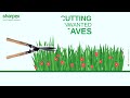 sharpex india cutting unwanted leaves