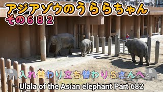 アジアゾウのうららちゃん（６８２）🐘入れ替わり立ち替わりＳさんへ🐘（東山動植物園）Ulala of the Asian elephant Part 682