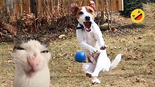 Funny Dogs And Cats s 2024 😅 - Best Funniest Animal s Of The week #14