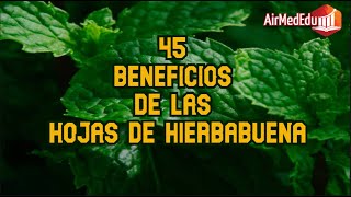 45 Beneficios de las Hojas de Hierbabuena