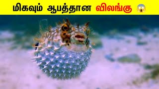 மிகவும் ஆபத்தான விலங்கு 😱 _ Dangerous Animals _ Informative Facts Tamil _ #shorts #facts #IFTSQUAD