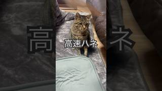 ちょっと早すぎる〜羽根が大好きすぎる猫#猫のいる暮らし