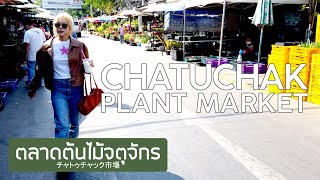 【4K】ตลาดต้นไม้จตุจักร แคคตัส 13 เมษายน 2566 Chatuchak Plant Market チャトゥチャック市場 バンコク 짜뚜짝꽃시장 방콕 태국