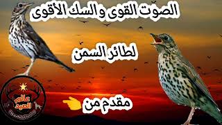 صوت السمن_الصوت القوي والسك الأقوى لجذب طائر السمنThe most powerful sound to attract  thrush💪💪💪