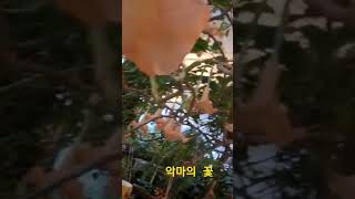 천사의 나팔꽃(엔젤트럼펫)