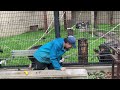 おやつの時間で大興奮するチンパンジー　旭山動物園　chimpanzee gets very excited at snack time