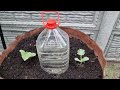 how to grow watermelons and melons in barrels my success story