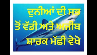 ਦੁਨੀਆਂ ਦੀ ਸਭ ਤੋਂ ਵੱਡੀ ਅਤੇ ਅਜੀਬ ਸ਼ਾਰਕ ਮੱਛੀ।।Shark Fishes And Rare ocean creatures Aquarium of Canada