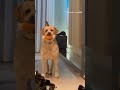 警犬福星狂照鏡子：差點被自己帥暈！ shorts 警犬