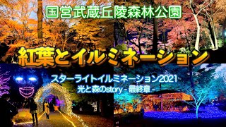 【紅葉とイルミネーション】【埼玉】スターライトイルミネーション／国営武蔵丘陵森林公園／Musashi-kyuryo National Goverment Park  Illuminations