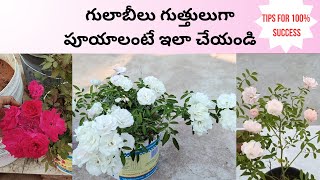 గులాబీలు గుత్తులుగా పూయాలంటే ఇలా చేయండి(Tips for 100% success)|Rose plant care|@FoodandGarden28