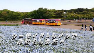 ひたち海浜公園　シーサイドトレインでみはらしの丘へ