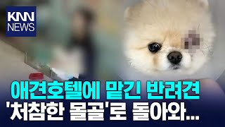 애견호텔에 반려견 맡겼다가... / KNN