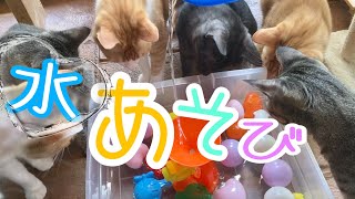 猫と初めての水あそび【夏のネコちゃん🎶】