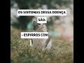 Saiba o que é a gripe felina