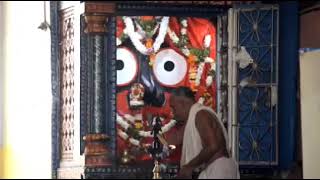 Lord Jagannath Naba jouban Darshan