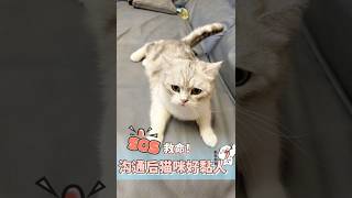 救命❗动物沟通后猫咪好黏人喔❗                  #animals #dog #搞笑 #cat #petlover