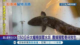 南投埔里捕獲150公分.14公斤\