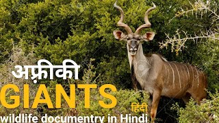 The forest of giants - हिंदी डॉक्यूमेंट्री ! Africa wildlife Hindi documentry