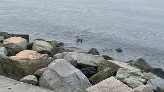 A Pintail and Duck Swimming Along the Coast