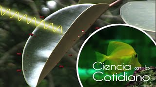 La Fotosíntesis | Ciencia en lo Cotidiano T1