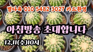 시흥별다육 아침방송 010 5482 3027  신상 대박 많은 참여 부탁드립니다